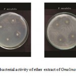 Figure E: Antibacterial activity of ether extract of Gmelina asiatica L.