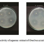 Figure F : Antibacterial activity of aqueous extract of Gmelina asiatica L.