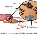 Figure 2: a schematic representation of a contracted cell with intracellular material being released.