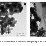 Figure 4: a A TEM image of TiO2 nanoparticles. b) E.coli ATCC 10536 growing on the LB broth after 4h with TiO2 nano-particles.