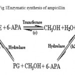 Figure 1: Enzymatic synthesis of ampicillin.