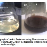 Figure 1: Digital photographs of conical flasks containing Pleurotus ostreatus cell free filtrate in aqueous solution of 1mM AgNO3 (a) at the beginning of the reaction and (b) after several hours of reaction under sun light.