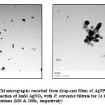 Figure 4(a & b): TEM micrographs recorded from drop-cast films of AgNPs solution formed by the reaction of 1mM AgNO3 with P. ostreatus filtrate for 24 hours, at different magnifications (100 & 250k, respectively)