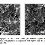 Figure 6: SEM micrographs of the Linen fiber (A) without AgNPs and showing fungal contamination, ×70; (B) fiber incorporated with AgNPs and the absence of the fungus was observed, ×70.