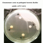 Figure 1: Effect of crude oil of Cinnamomum zeylanicum and Cinnamomum cassia on pathogenic bacteria Bacillus subtilis (ATCC-6633).