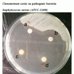 Figure 2: Effect of crude oil of Cinnamomum zeylanicum and Cinnamomum cassia on pathogenic bacteria Staphylococcus aureus (ATCC-12600).