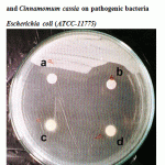 Figure 3: Effect of crude oil of Cinnamomum zeylanicum and Cinnamomum cassia on pathogenic bacteria Escherichia coli (ATCC-11775).
