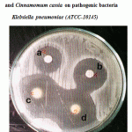 Figure 4: Effect of crude oil of Cinnamomum zeylanicum and Cinnamomum cassia on pathogenic bacteria Klebsiella pneumoniae (ATCC-10145).
