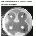 Figure 5: Effect of crude oil of Cinnamomum zeylanicum and Cinnamomum cassia on pathogenic bacteria Pseudomonas aeruginosa.