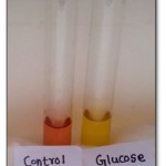 Figure 2: Sugar Fermentation test. 