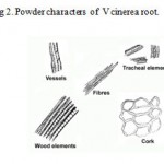 Figure 2: Powder characters of V cinerea root.