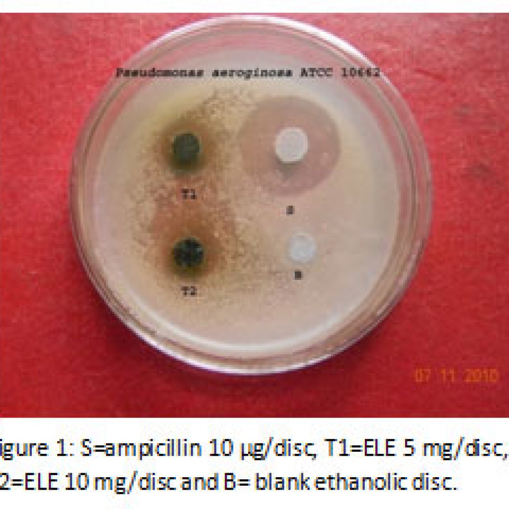 Phytochemical Screening and In Vitro Antibacterial Activity of Ethanol ...