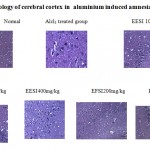 Figure 1: Histopathology of cerebral cortex in aluminium induced amnesia