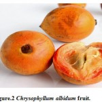 Figure 2: Chrysophyllum albidum fruit.
