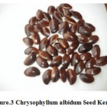 Figure 3: Chrysophyllum albidum Seed Kernel.