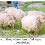 Figure 1: Sheep of new lines of Aktogay populations
