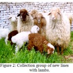 Figure 2: Collection group of new lines with lambs.