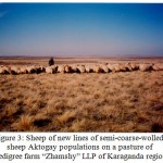 Figure 3: Sheep of new lines of semi-coarse-wolled sheep Aktogay populations on a pasture of pedigree farm “Zhamshy” LLP of Karaganda region.