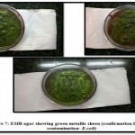Figure 7: EMB agar showing green mrtallic sheen (confirmation for faecal contamination- E.coli)