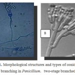 Figure 1: Morphological structures and types of conidiophore branching in Penicillium. two-stage branched13.