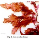Figure 1: Species of red algae