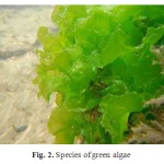 Figure 2: Species of green algae