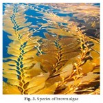 Figure 3: Species of brown algae