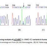 Figure 1. Sequencing analysis of rs214087 (c.-166G>C) variants in human NUCB2 gene. A representative chromatogram from (A) GG Homozygote, (B) GC Heterozygote and (C) CC Homozygote 