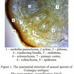 Figure 1: The anatomical structure of annual sprouts of Crataegus ambigua. The cross-section, magnification 10x10.