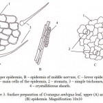 Figure 3: Surface preparation of Crataegus ambigua leaf, upper (A) and lower (B) epidermis. Magnification 10x10