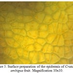 Figure 5: Surface preparation of the epidermis of Crataegus ambigua fruit. Magnification 10x10.