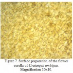 Figure 7: Surface preparation of the flower corolla of Crataegus ambigua. Magnification 10x10.