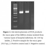 Figure 1: Gel electrophoresis of PCR products for mecA gene of the MRSA strains isolated from various types of hospital infections. M: 100 bp ladder, 2: Positive sample for the mecA gene (533 bp), 2: Positive control and 3: Negative control.