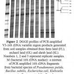 Figure 2: DGGE profiles of PCR-amplified V3-16S rDNAvariableregion products generated from soil samples obtained from farm land (FL), orchard land (OL) and shrub land (SL). Numbers 1, 2 and 3 represent replicate samples.M (bacterial 16S rDNA marker): a mixture of PCR amplified 16S rDNA fragments from bacterial species ofPseudomonas putida, Bacillus subtilis, Escherichia coli, Klebsiella pneumonia, Proteus mirabilis, Pseudomonasaeruginosa, Acinetobacterbaumannii, and Salmonella entericaserovarTyphi. Comparative DGGE analysis were made by using Dice similarity coefficient based on UPGAMA cluster analysis (n = 3)