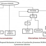 Figure 8: Proposed Mechanism of Action of Lactobacillus fermentum DLBSA204 on S.pneumoniae infection