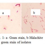 Figure 1: a- Gram stain, b-Malachite green stain of isolates