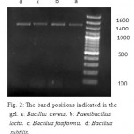 Figure 2: The band positions indicated in the gel. a: Bacillus cereus. b: Paenibacillus lactis. c: Bacillus fosiformis. d: Bacillus subtilis