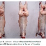 Figure 1: Carcasses of rams of the I and the II interbreed types of Dejaresco sheep breed in the age of 4 months.