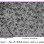 Figure 6: Apricot pit shell surface electronic image