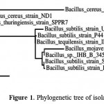 Figure 1: Phylogenetic tree of isolated bacterium.