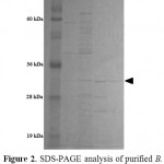 Figure 2: SDS-PAGE analysis of purified B. cereusneutral protease. Lane 1 molecular mass markers, lane 2 precipitation step, lane 3 Hitrap Q HP, lane 4 Superdex 200G.