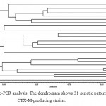 Figure 1: Rep-PCR analysis. The dendrogram shows 31 genetic patterns in 37 CTX-M-producing strains.