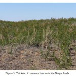 Figure 3: Thickets of common licorice in the Naryn Sands.