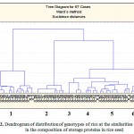 Figure 2: Dendrogram of distribution of genotypes of rice at the similarities and differences in the composition of storage proteins in rice seed