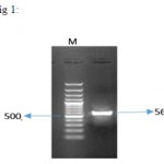 Figure 1: result of PCR reaction on pSVMdhfr-IFNβ vector for IFNβ gene amplification. 564 bp fragment of IFNβ was successfully amplified from vector. M represents the size marker with the length of 100 bp (Fermentas). 