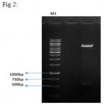 Figure 2: double digestion on the recombinant plasmid. Column 1 shows the negative control (uncut vector), column 2 represents linearized vector with a length of 4595 bp and IFNβ gene with a length of 564 bp. M1 is size marker with the length of 1kbp and M2 is the size marker with the length of 100 bp (Fermentas).