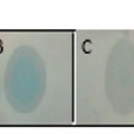 Figure 3: representation of produced IFNβ protein in HEK293T cell line using dot blot method. A) Protein extracted from cultured cells transfected with recombinant pBud.IFNβ-1a vector. B) Protein extracted from lysed cells transfected with recombinant pBud.IFNβ-1a vector. C) Positive control protein (GFP-Scfv-His6) D) Negative control (Un-transfected HEK293T cells).