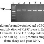 Figure 1: Ethidium bromide-stained gel of PCR products representing amplification of CAST gene in Egyptian sheep and goat animals. Lane 1: 100-bp ladder marker. Lanes 2-9: 620-bp PCR products amplified from sheep and goat DNA
