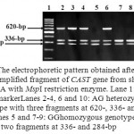 Figure 2: The electrophoretic pattern obtained after digestion of PCR amplified fragment of CAST gene from sheep and goat DNA with MspI restriction enzyme. Lane 1: 100-bp ladder marker. Lanes 2-4, 6 and 10: AG heterozygous genotype with three fragments at 620-, 336- and 284-bp. Lanes 5 and 7-9: GG homozygous genotype with two fragments at 336- and 284-bp