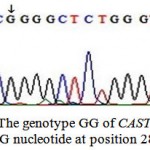 Figure 3: The genotype GG of CAST gene with G nucleotide at position 286